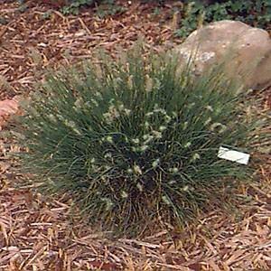 Photo of Fountain Grass (Cenchrus alopecuroides 'Little Bunny') uploaded by Lalambchop1