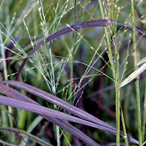 Photo of Switchgrass (Panicum virgatum Ruby Ribbons™) uploaded by Lalambchop1
