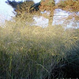 Photo of Switch Grass (Panicum virgatum 'Cloud Nine') uploaded by Lalambchop1
