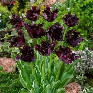 Photo of Parrot Tulip (Tulipa 'Black Parrot') uploaded by Lalambchop1