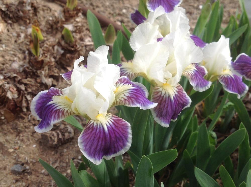 Photo of Standard Dwarf Bearded Iris (Iris 'Making Eyes') uploaded by Riversdale1