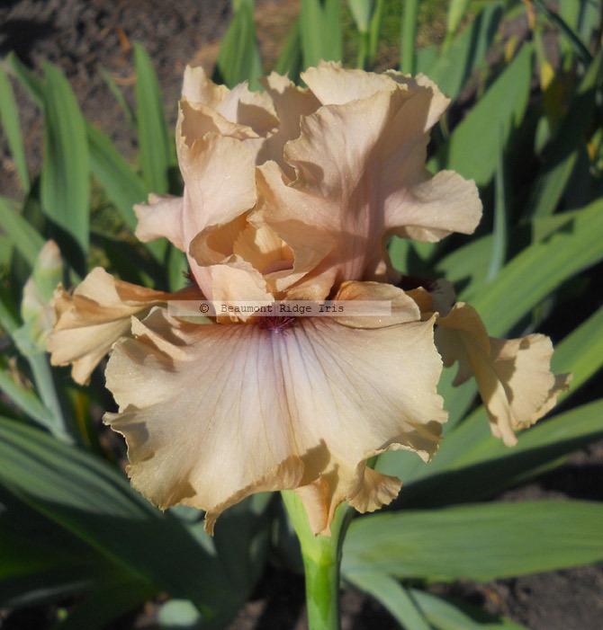 Photo of Tall Bearded Iris (Iris 'A Star Is Born') uploaded by TBMan