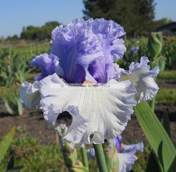 Photo of Tall Bearded Iris (Iris 'Dance Recital') uploaded by TBMan