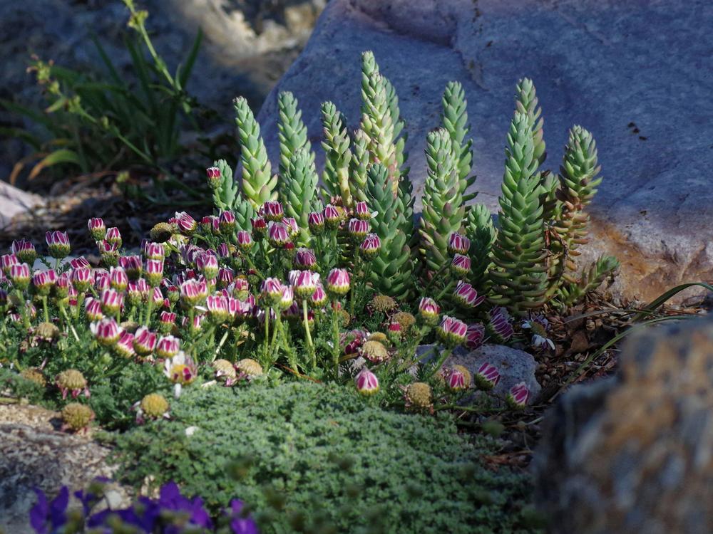 Photo of Pale Stonecrop (Petrosedum sediforme 'Turquoise Tails') uploaded by dirtdorphins