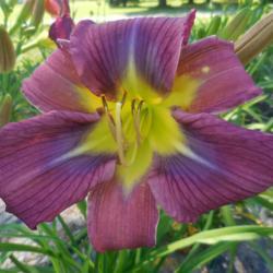 Location: Currie's Daylily Farm
Date: 2017-07-04