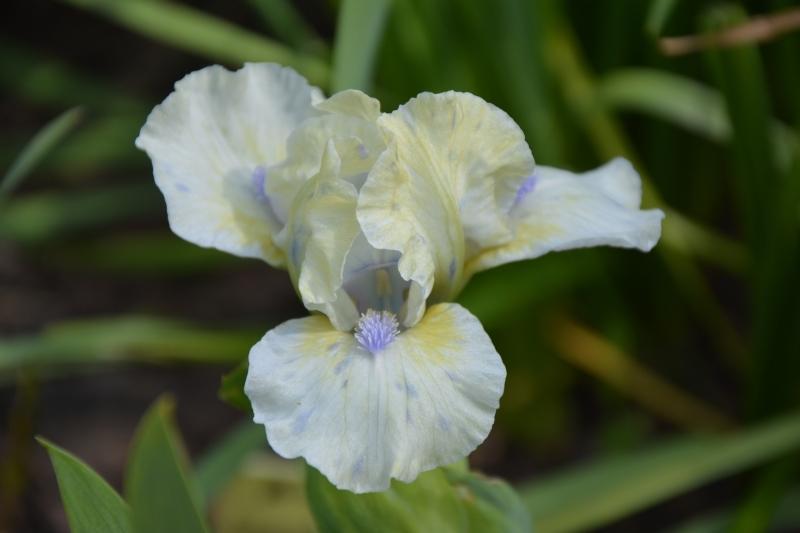 Photo of Standard Dwarf Bearded Iris (Iris 'Mary's Lamb') uploaded by queerbeet