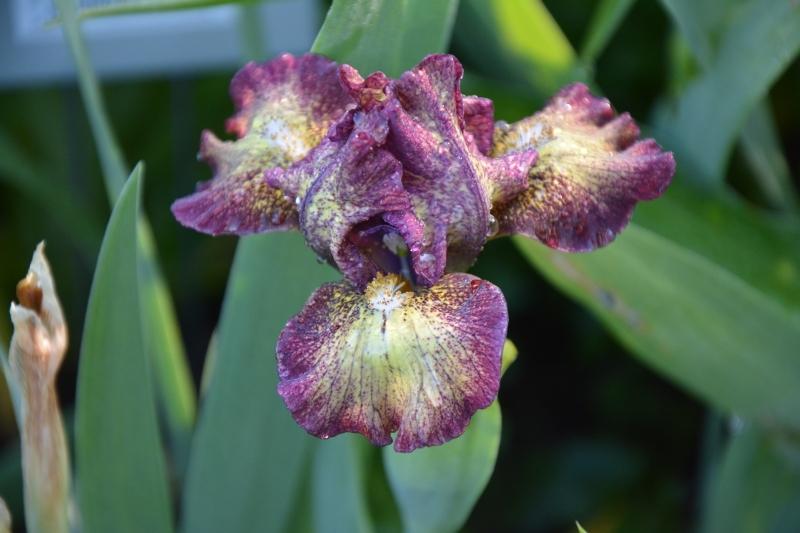 Photo of Standard Dwarf Bearded Iris (Iris 'Kaching') uploaded by queerbeet