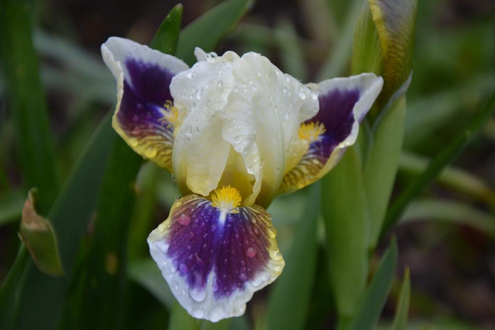 Photo of Miniature Tall Bearded Iris (Iris 'Crotobexyl') uploaded by queerbeet