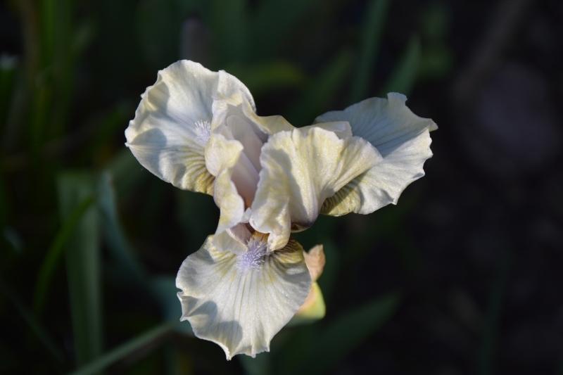 Photo of Standard Dwarf Bearded Iris (Iris 'Mrs. Nate Rudolph') uploaded by queerbeet