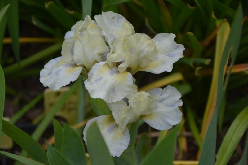 Photo of Standard Dwarf Bearded Iris (Iris 'Mary's Lamb') uploaded by queerbeet