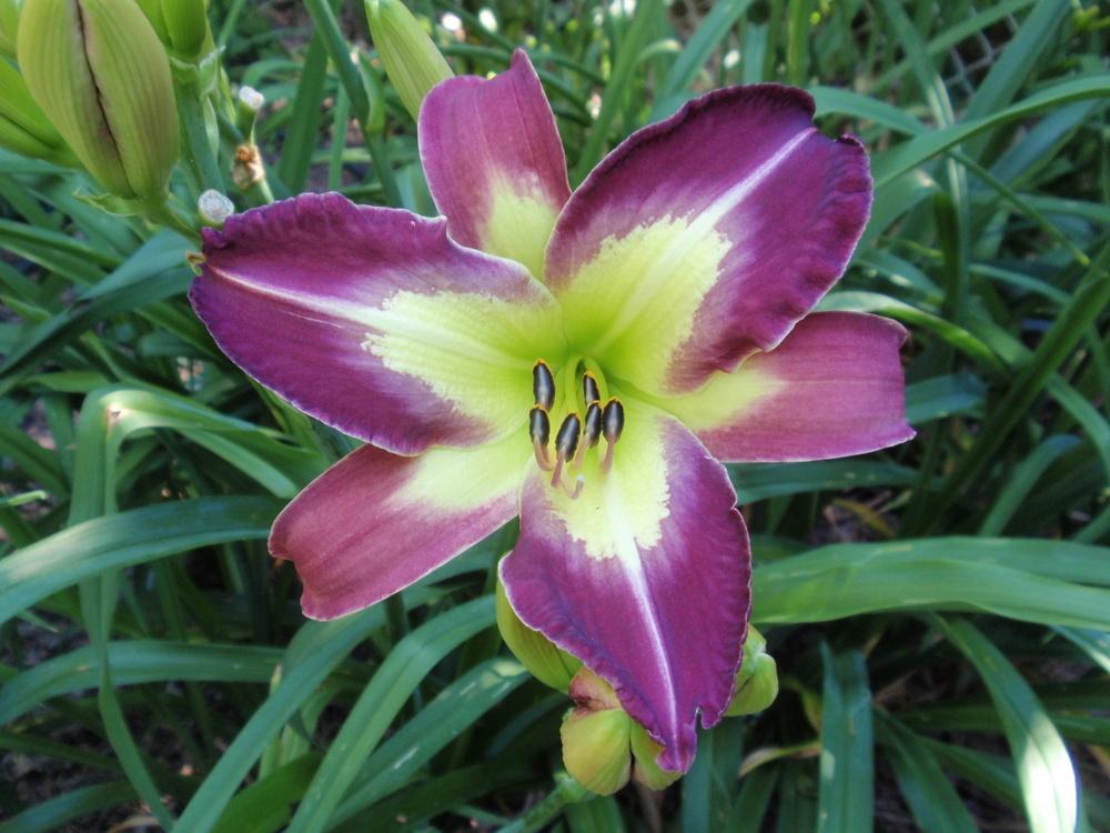Photo of Daylily (Hemerocallis 'Time to Fly') uploaded by Bedmaker