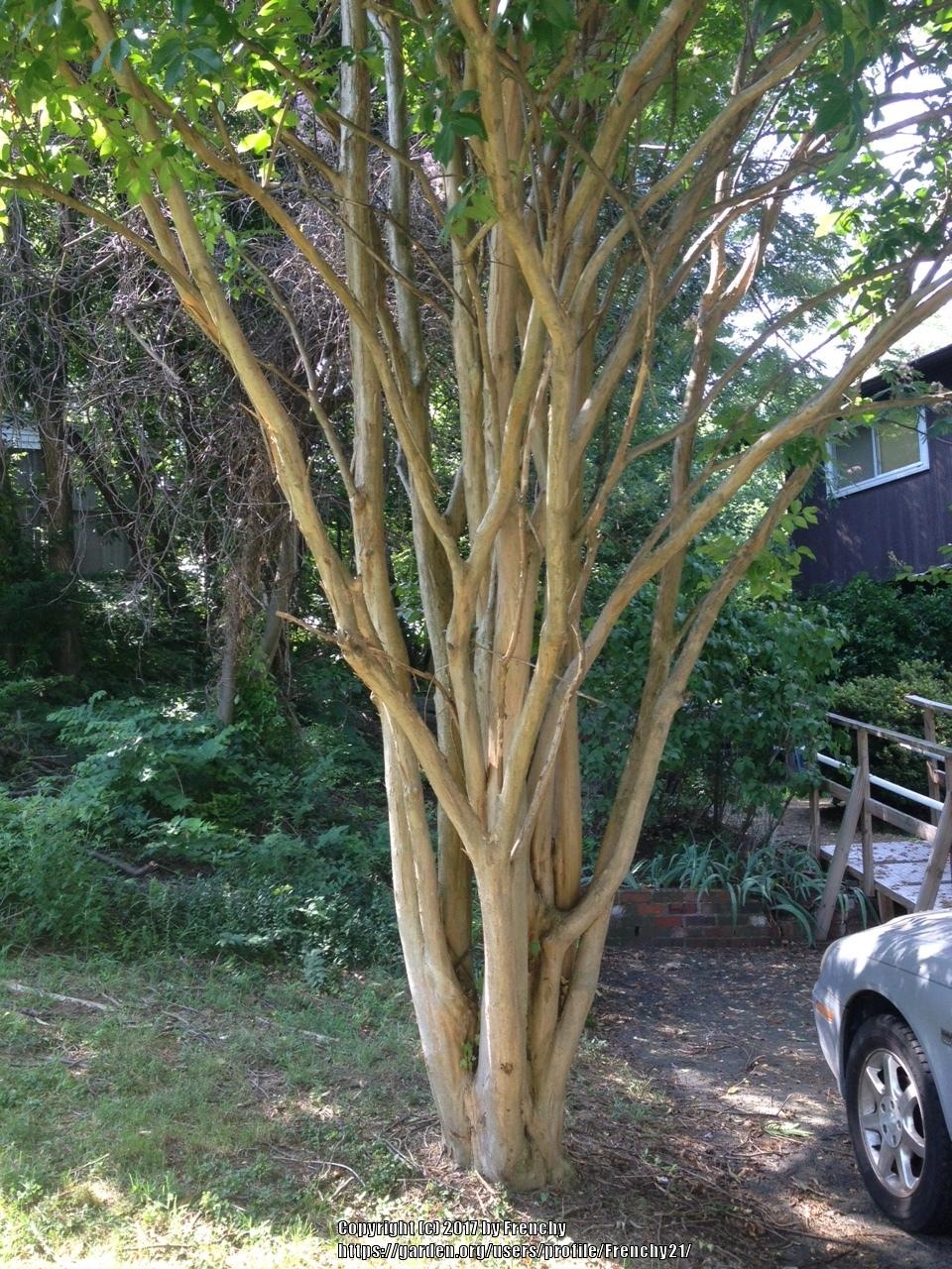 Photo of Crepe Myrtles (Lagerstroemia) uploaded by Frenchy21