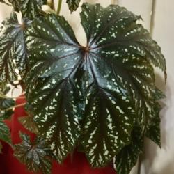 Location: Our apartment
Date: 2017-09-25
Wonderful variegation on this plant, which becomes sparser as the