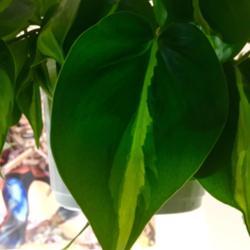 Location: Our apartment
Date: 2017-09-25
When 'Brasil' Philodendrons are exposed to tons of light, the var