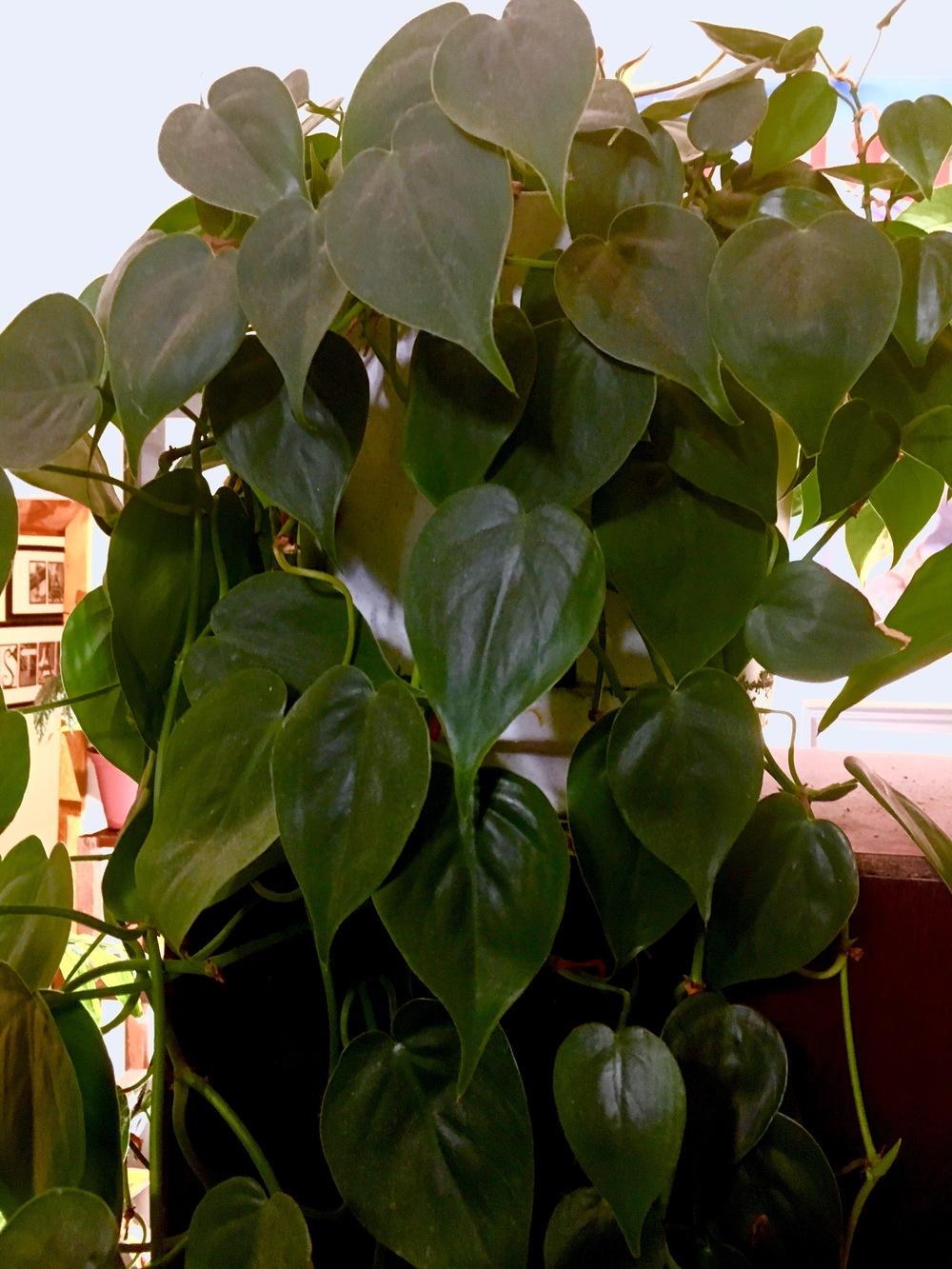 Photo of Heart Leaf Philodendron (Philodendron hederaceum var. oxycardium) uploaded by Hagbard