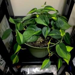 Location: Our apartment
Date: 2017-09-25
One of numerous 'Brasil' type philodendrons of various sorts scat