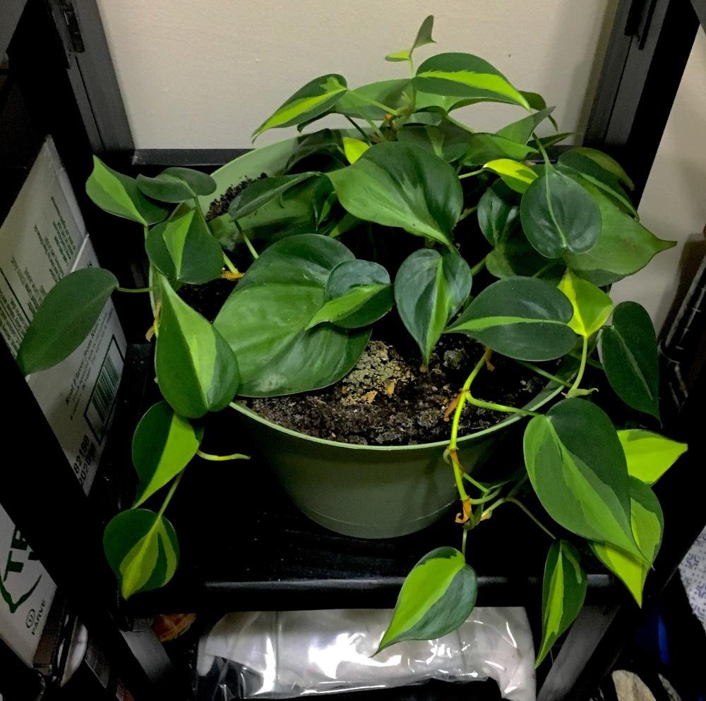 Photo of Philodendron (Philodendron hederaceum var. oxycardium 'Brasil') uploaded by Hagbard