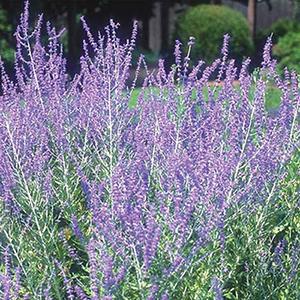 Photo of Russian Sage (Salvia 'Little Spire') uploaded by Lalambchop1