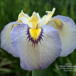 Location: Washougal, WA
Date: 2015-06-10
Photo courtesy of Mt. Pleasant Iris Farm, posted with permission