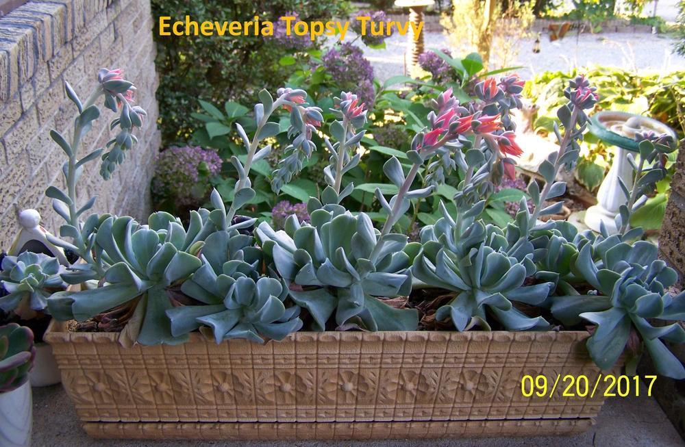 Photo of Echeveria (Echeveria runyonii 'Topsy Turvy') uploaded by Stush2019