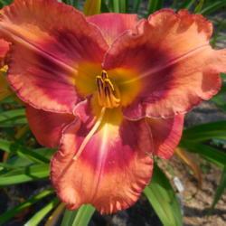 Location: Currie's Daylily Farm
Date: 2017-07-22