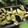 Phytolacca americana 'Silberstein' seedlings