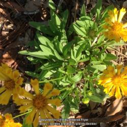 Location: Orangeburg, SC
Date: 2015-06-12
Coreopsis Jethro Tull growing in filtered sun