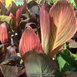 Location: Orangeburg, SC
Date: 2015-07-06
Canna Tropicanna leaves