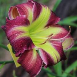 Location: Grand Kids Daylily Farm, Union, MS
Date: spring 2017
Ladies From Willow Rock - first bloom 2017