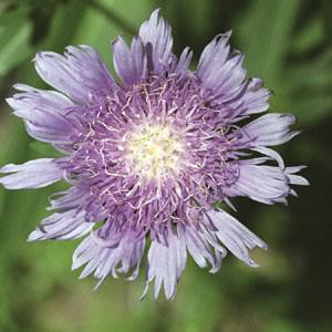 Photo of Stokes' Aster (Stokesia laevis) uploaded by Lalambchop1
