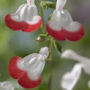 Photo of Blackcurrant Sage (Salvia microphylla 'Hot Lips') uploaded by Lalambchop1