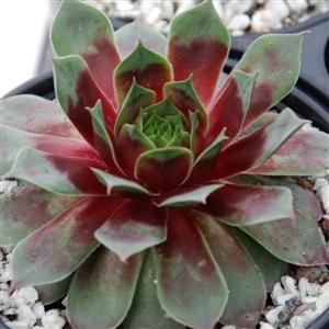 Photo of Hen and Chicks (Sempervivum 'Ruby Heart') uploaded by Lalambchop1