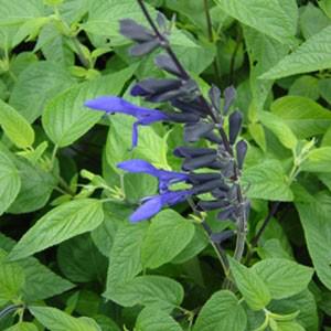 Photo of Anise-Scented Sage (Salvia coerulea 'Black and Blue') uploaded by Lalambchop1