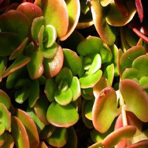 Photo of Chinese Stonecrop (Sedum tetractinum 'Coral Reef') uploaded by Lalambchop1
