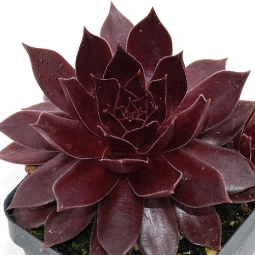 Photo of Hen and Chicks (Sempervivum 'Pacific Devil's Food') uploaded by Lalambchop1