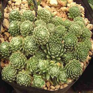 Photo of Hen and Chicks (Sempervivum 'Forest Frost') uploaded by Lalambchop1