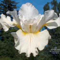 Location: Washougal, WA
Date: 2009-06-03
Photo courtesy of Mt. Pleasant Iris Farm, posted with permission