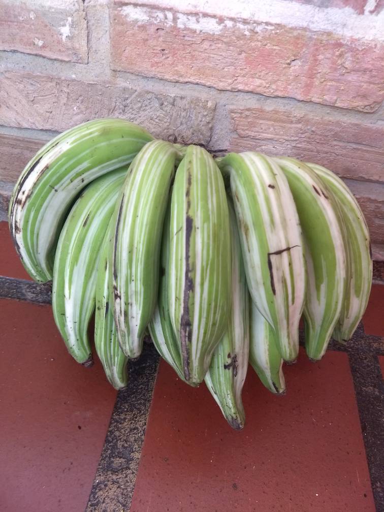 Photo of Royal Variegated Banana (Musa x paradisiaca 'Aʻe Aʻe') uploaded by Minico