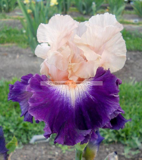 Photo of Tall Bearded Iris (Iris 'Gitano') uploaded by TBMan