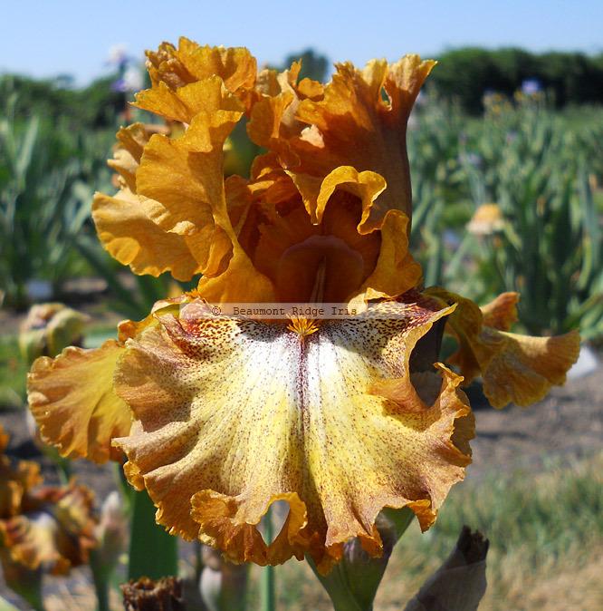 Photo of Tall Bearded Iris (Iris 'Bellagio') uploaded by TBMan