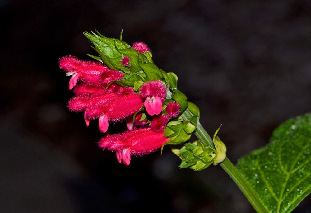 Photo of Bolivian Hummingbird Sage (Salvia oxyphora) uploaded by dawiz1753