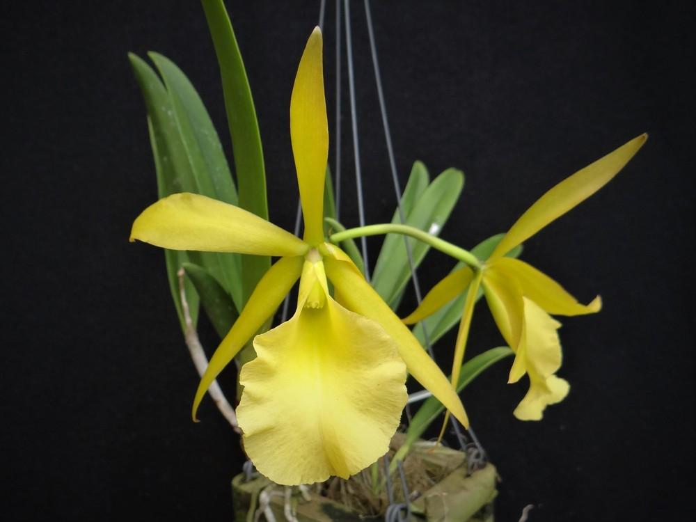Photo of Orchid (Rhynchobrassoleya Sherrie Styles) uploaded by hawkarica