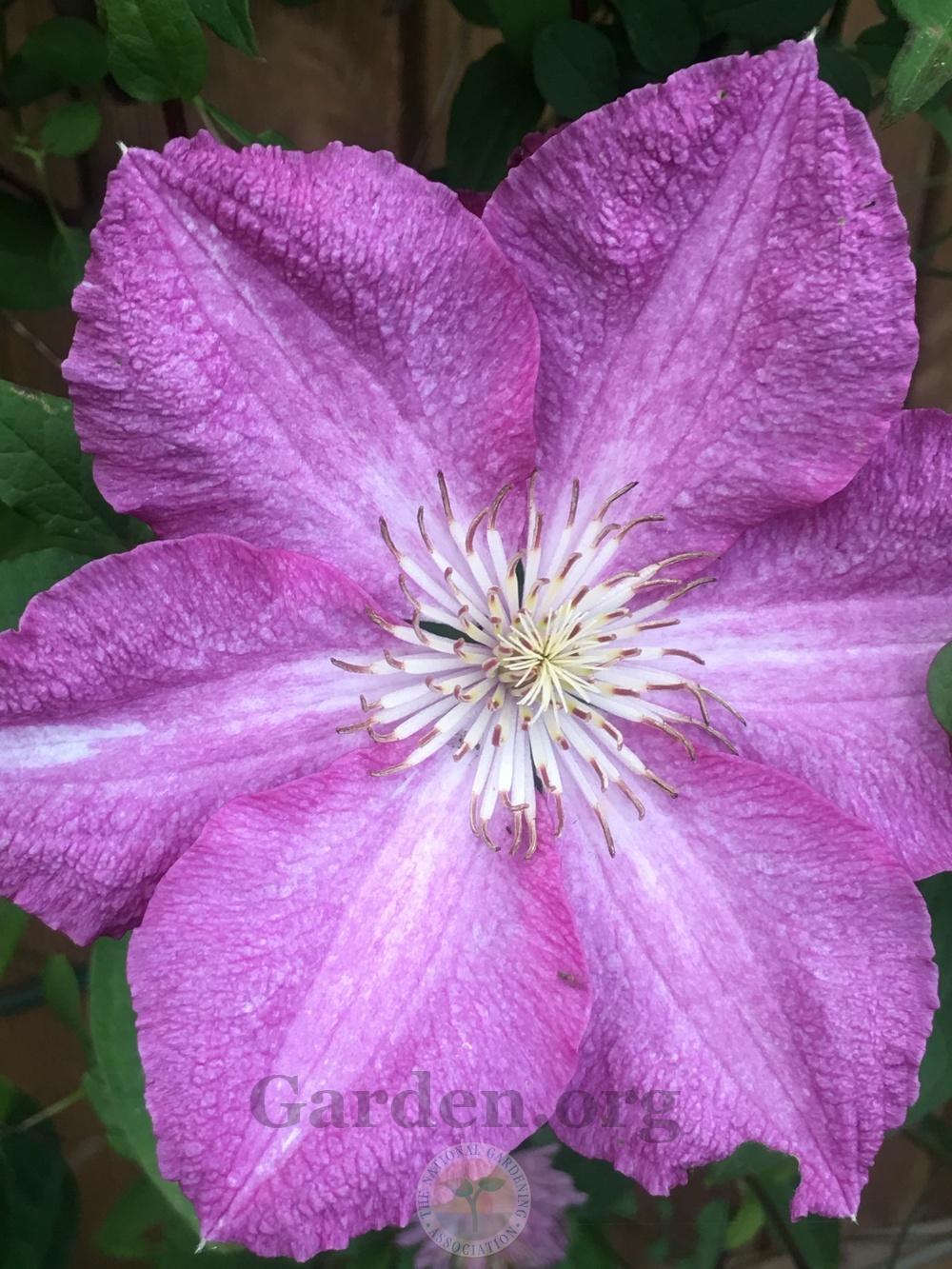 Photo of Clematis 'Sprinkles' uploaded by springcolor