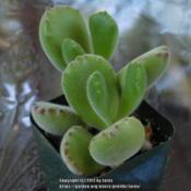 Newly acquired Cotyledon tomentosa - Bear Paw succulent