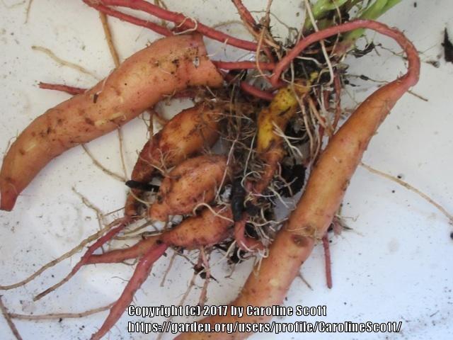 Photo of Sweet Potato (Ipomoea batatas 'Beauregard') uploaded by CarolineScott