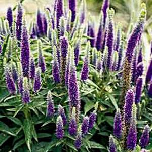 Photo of Spike Speedwell (Veronica spicata Royal Candles) uploaded by Lalambchop1