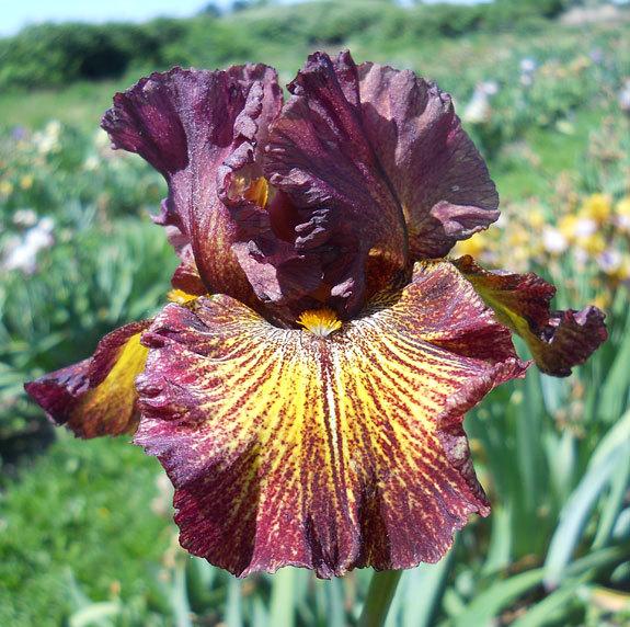Photo of Tall Bearded Iris (Iris 'High Octane') uploaded by TBMan