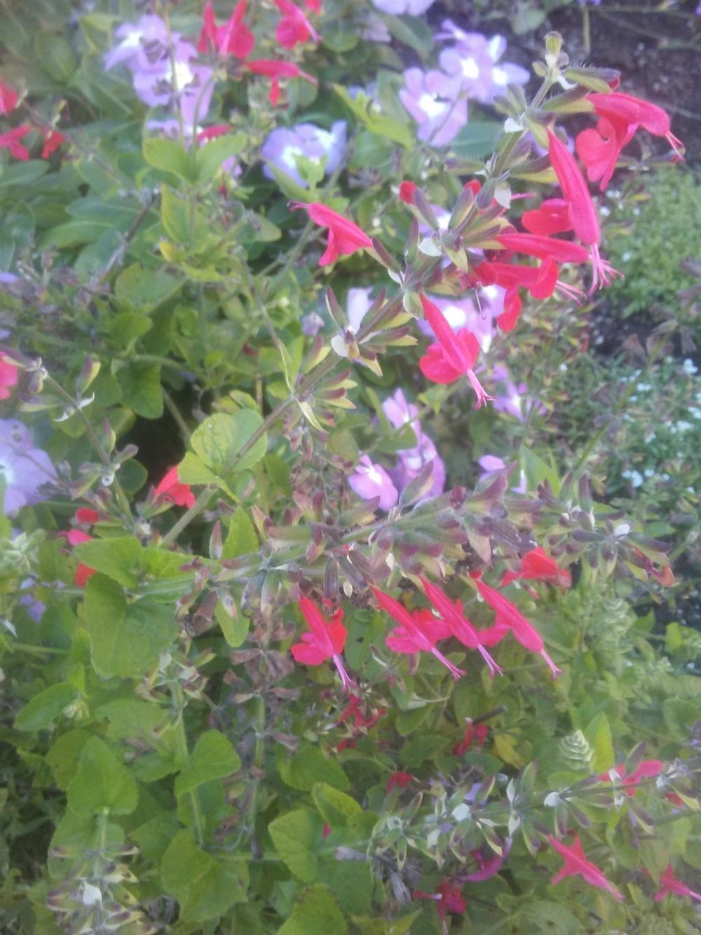 Photo of Scarlet Sage (Salvia coccinea) uploaded by carlysuko