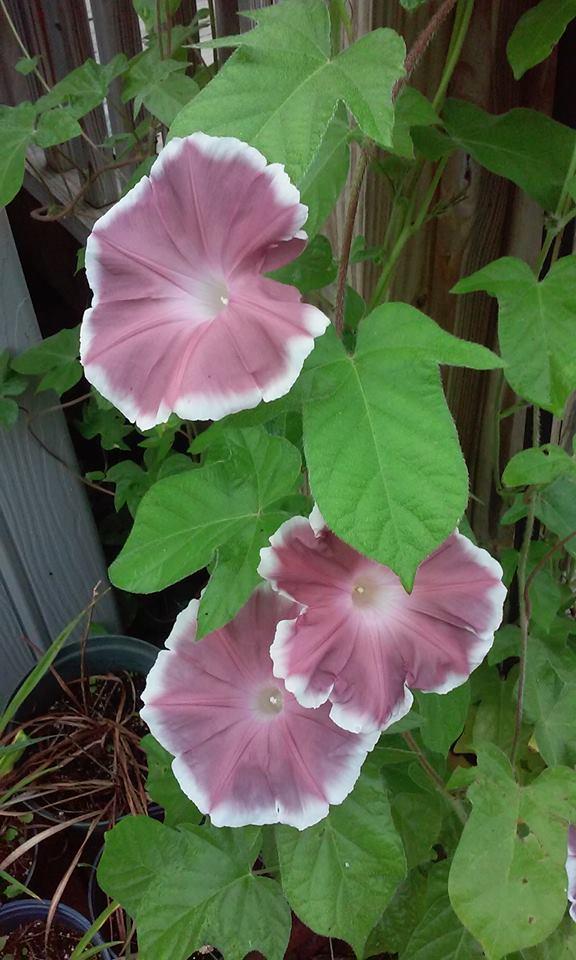 Photo of Morning Glory (Ipomoea 'Chocolate Silk') uploaded by pixie62560