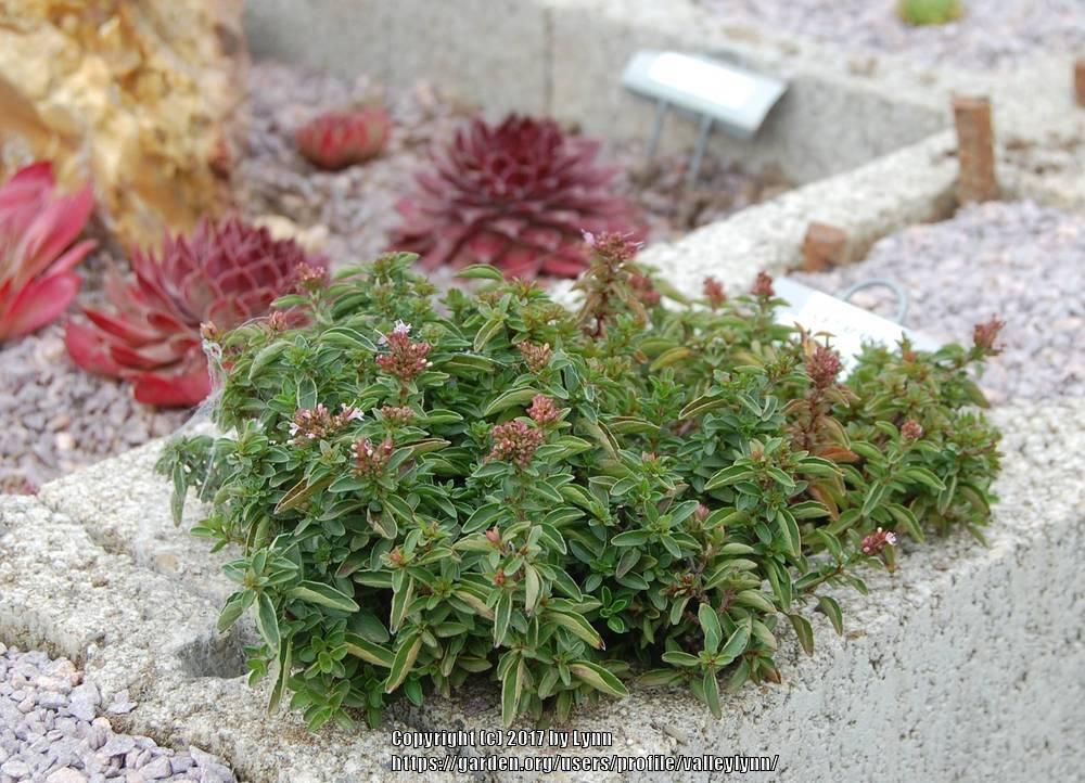 Photo of Greek Oregano (Origanum vulgare subsp. hirtum) uploaded by valleylynn